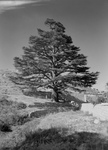 Free Picture of Cedar Tree by Walls