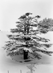 Free Picture of Cedar Tree in Snow
