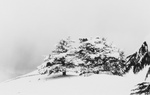 Free Picture of Cedar Trees in Snow