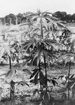 Free Picture of Marijuana Plant (Cannabis sativa)