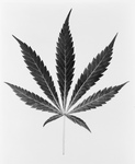 Free Picture of Black and White Marijuana Leaf