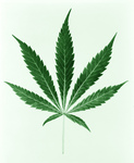 Free Picture of Green Pot Leaf