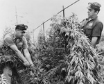 Free Picture of Men in a Marijuana Crop
