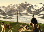 Free Picture of Man with St Bernard Dogs