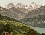 Free Picture of Cows Near Lake Thun, Switzerland