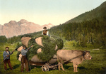 Free Picture of Cow Pulling a Cart of Hay in Switzerland