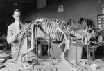 Free Picture of Paleontologist Preparing a Dinosaur Skeleton