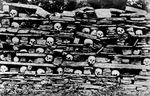 Free Picture of Human Skulls on a Rock Shelf