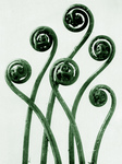 Free Picture of Elegant Curled Fronds of a Maidenhair Fern in Green Tones