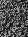 Free Picture of Elegant Background of Phacelia Tanacetifolia Tendrils