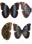 Free Picture of Four Morpho Butterflies