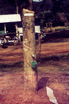 Free Picture of Rubber Tree with a Collecting Cup at the Site of a Sierra Leone Lassa Fever Field Study