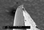 Free Picture of Roughened Prong Surface of a Bifurcated Smallpox Vaccination Needle