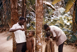 Free Picture of African Children Getting Their Height Measured Against a Tree