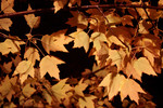 Autumn Colored Maple Tree Leaves