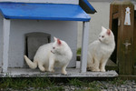 Photo - Focused Feral Cats