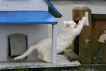 White Feral Cat Scratching a Post