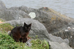 Brownish Black Feral Cat at an Ocean Jetty