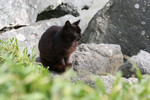 Brownish Black Cat Sitting on Boulders Along the Ocean