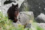 Feral Brownish Black Cat Sitting on Boulders at the Coast