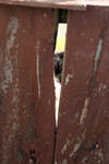 Cat Peeking Through a Fence