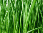 Wet Wheatgrass
