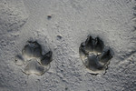 Dog Paw Prints in the Mud