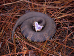 Eastern Cottonmouth Snake (Agkistrodon piscivorus)