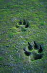Photo - Two Wolf Tracks In Sand