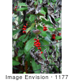 #1177 Image of Red Honeysuckle (Lonicera ciliosa) Berries by Jamie Voetsch