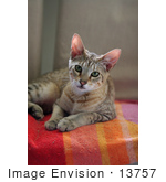 #13757 Picture of a Male F4 Savannah Kitten on a Towel by Jamie Voetsch