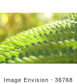#36768 Stock Photo Of A Closeup Of Sunlight Bouncing Off Of Green Fern Leaves