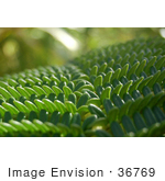 #36769 Stock Photo Of A Closeup Of Branches Of A Green Fern