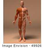 #49926 Royalty-Free (RF) Illustration Of A 3d Human Body Muscle Tissue Facing Front - Version 2 by Julos